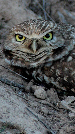 Burrowing Owl