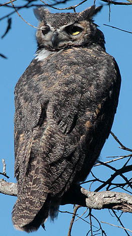 Great Horned Owl